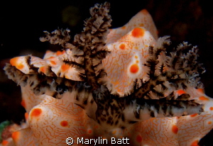 Close up of the gills of this orange and white nudi by Marylin Batt 